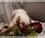 Small #5 Breeder Profile image