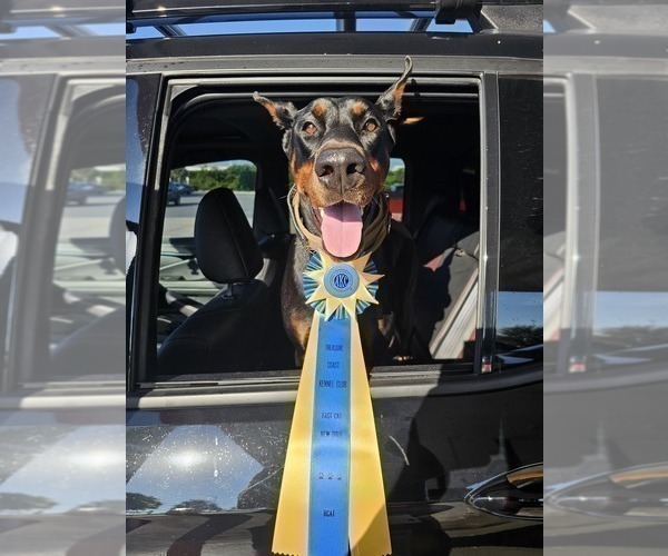 Medium Photo #29  Breeder Profile in FORT LAUDERDALE, FL, USA