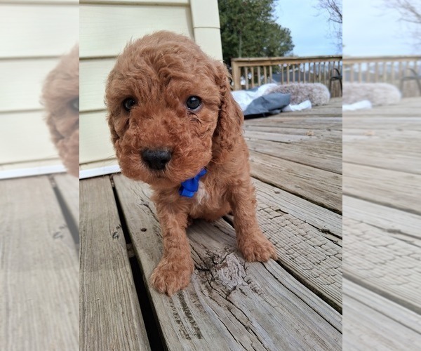 Medium Photo #58  Breeder Profile in GASTONIA, NC, USA