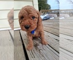 Small #57 Breeder Profile image