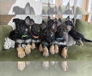 German Shepherd Dog Dog Breeder near PERKINSVILLE, VT, USA