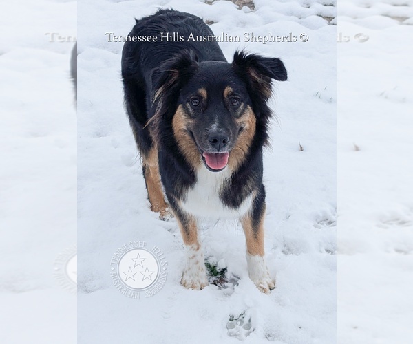 Medium Photo #27  Breeder Profile in GEORGETOWN, TN, USA