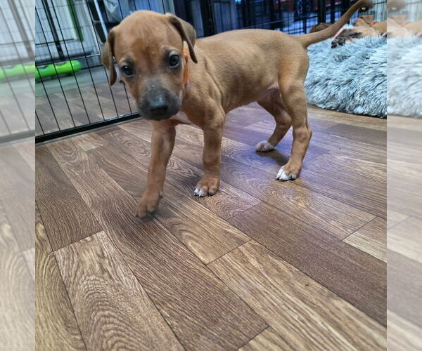 Medium Photo #8  Breeder Profile in YOUNGWOOD, PA, USA