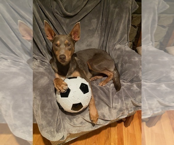 Medium Photo #39  Breeder Profile in CAMAS, WA, USA