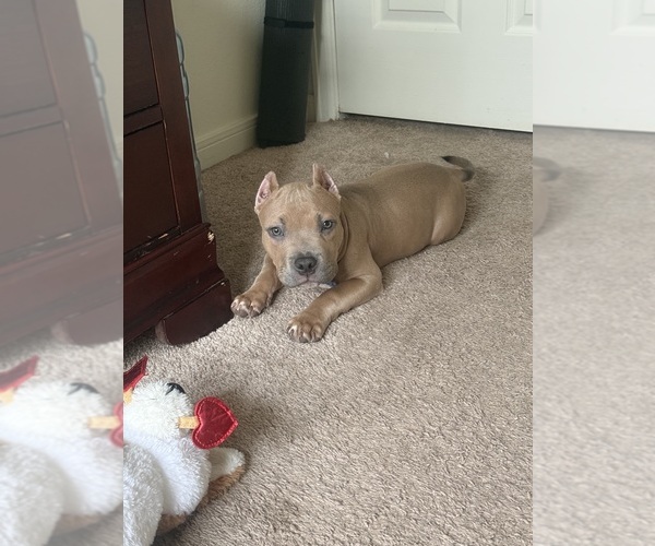 Medium Photo #2  Breeder Profile in WOODBRIDGE, VA, USA