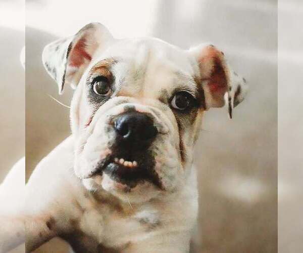 Medium Photo #4  Breeder Profile in OAK HILL, OH, USA