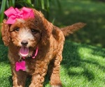 Small #2 Breeder Profile image