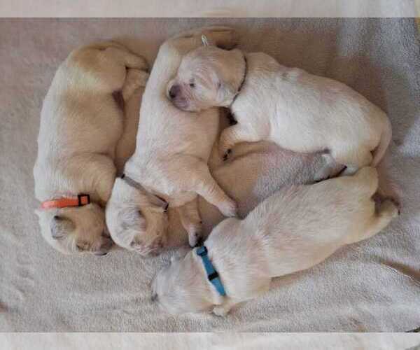 Medium Photo #5  Breeder Profile in BEDFORD, PA, USA