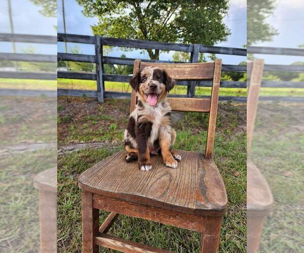 Medium Photo #67  Breeder Profile in HOMERVILLE, GA, USA