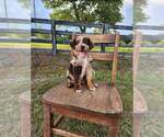 Small #66 Breeder Profile image