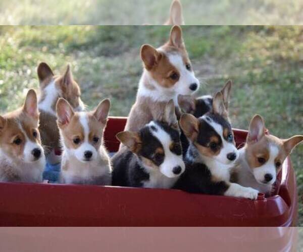 Medium Photo #1  Breeder Profile in GREENVILLE, OH, USA