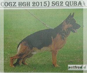 German Shepherd Dog Dog Breeder near HOUSTON, TX, USA