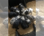 Small #101 Breeder Profile image