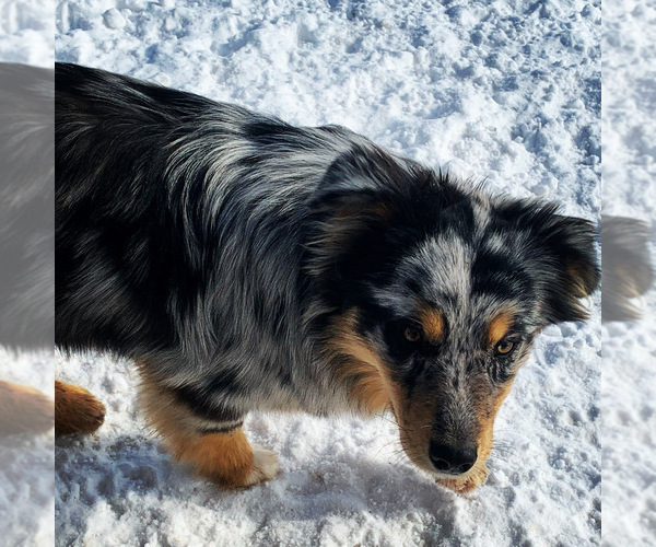 Medium Photo #1  Breeder Profile in BETHANY, IL, USA