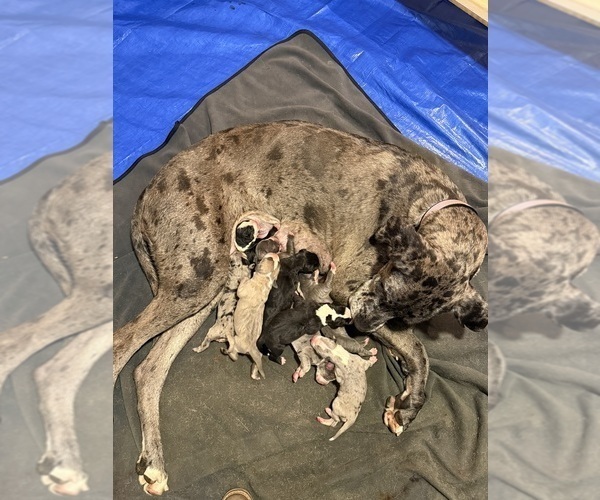 Medium Photo #1  Breeder Profile in RANSOMVILLE, NY, USA