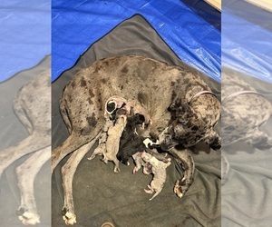 Great Dane Dog Breeder near RANSOMVILLE, NY, USA