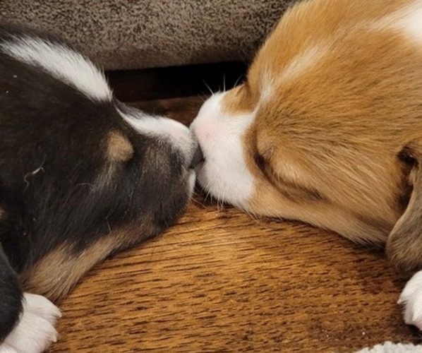 Medium Photo #15  Breeder Profile in AMERICUS, KS, USA