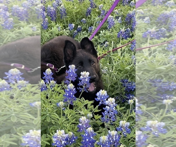 Medium Photo #6  Breeder Profile in WACO, TX, USA