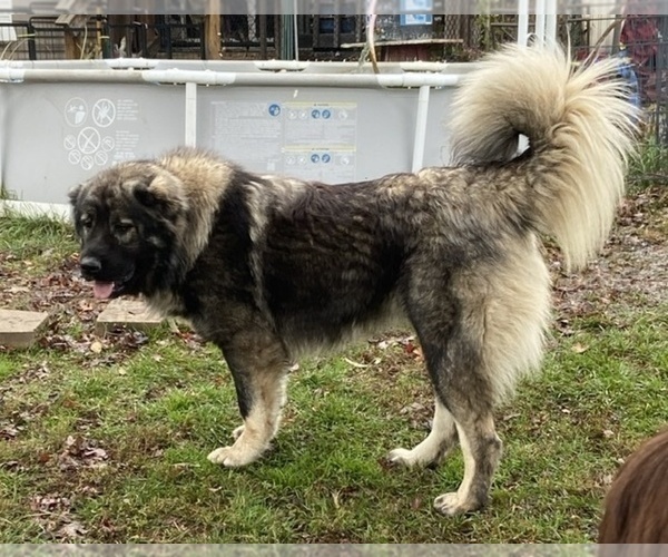 Medium Photo #26  Breeder Profile in TWINING, MI, USA