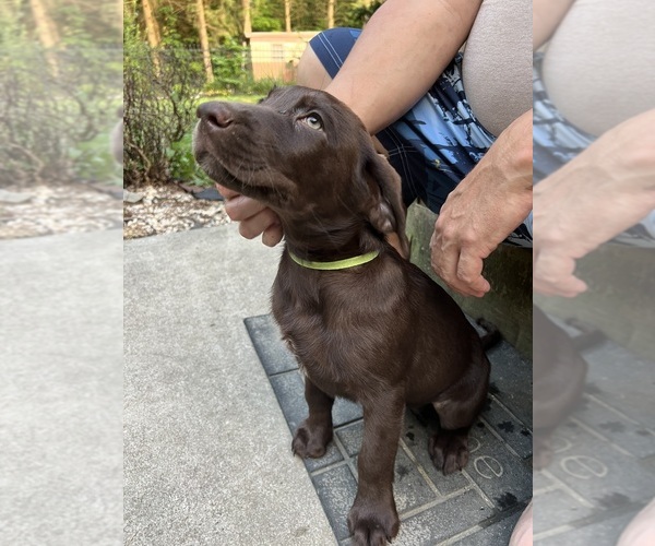 Medium Photo #1  Breeder Profile in JAMESTOWN, PA, USA