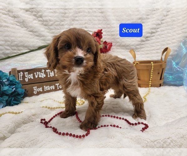 Medium Photo #1  Breeder Profile in CHADWICK, MO, USA