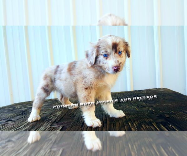 Medium Photo #12  Breeder Profile in DOTHAN, AL, USA
