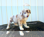 Small #11 Breeder Profile image