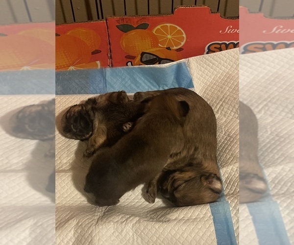 Medium Photo #8  Breeder Profile in UPPR MARLBORO, MD, USA