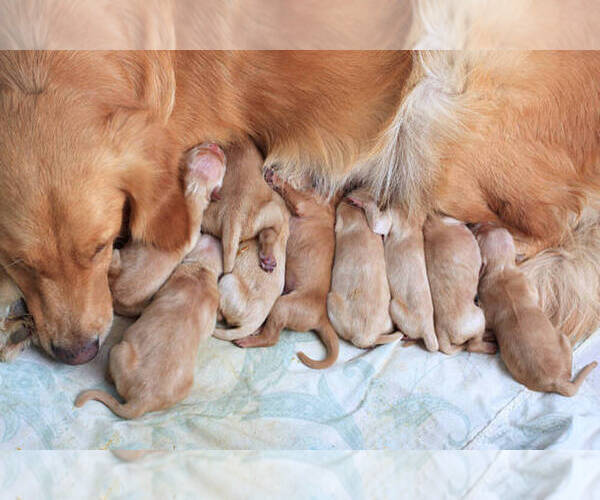 Medium Photo #7  Breeder Profile in COVENTRY, RI, USA