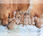 Small #6 Breeder Profile image