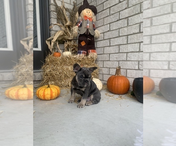 Medium Photo #1  Breeder Profile in CLAY, MI, USA