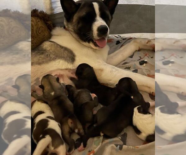 Medium Photo #1  Breeder Profile in SAN JACINTO, CA, USA