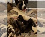 Small breeder photo