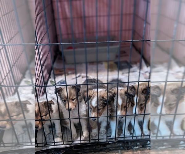 Medium Photo #1  Breeder Profile in JEROME, MI, USA