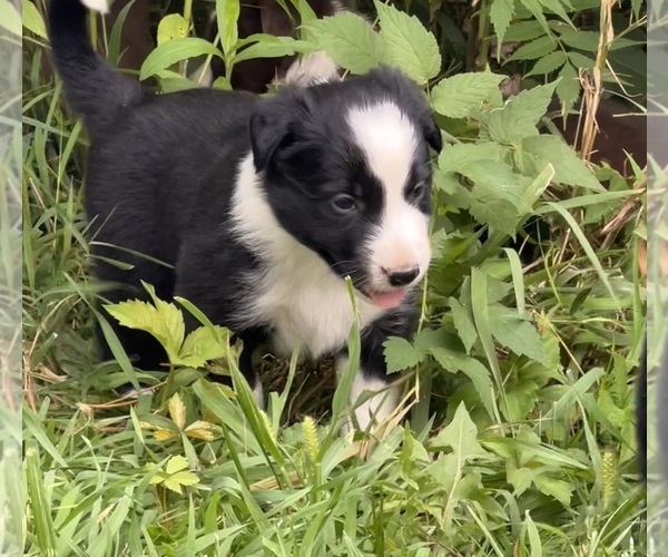 Medium Photo #8  Breeder Profile in BERRIEN SPRINGS, MI, USA