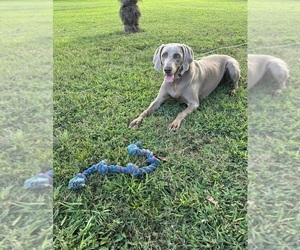 Medium Breeder Profile Photo
