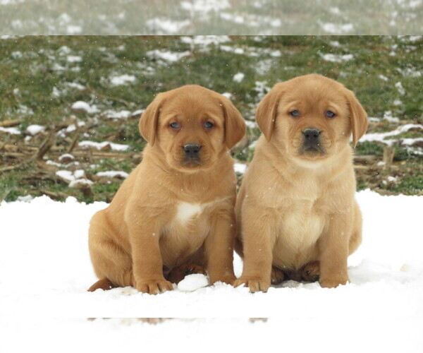 Medium Photo #1  Breeder Profile in LITITZ, PA, USA