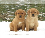 Small breeder photo