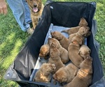 Small breeder photo