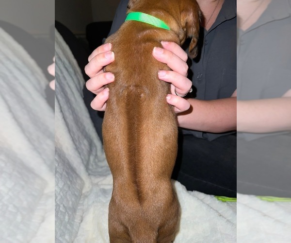 Medium Photo #42  Breeder Profile in MURFREESBORO, TN, USA