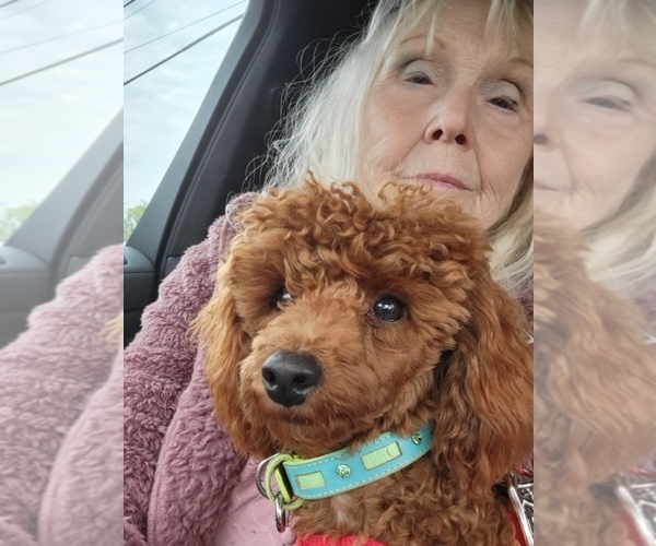 Medium Photo #1  Breeder Profile in Cape Coral, FL, USA