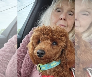 Poodle (Toy) Dog Breeder near Cape Coral, FL, USA