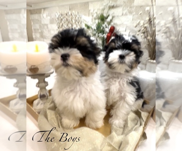 Medium Photo #8  Breeder Profile in PLANO, TX, USA