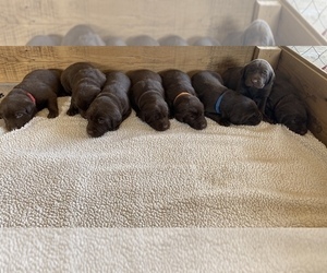 Main photo of Labrador Retriever Dog Breeder near BRIDGEWATER, IA, USA