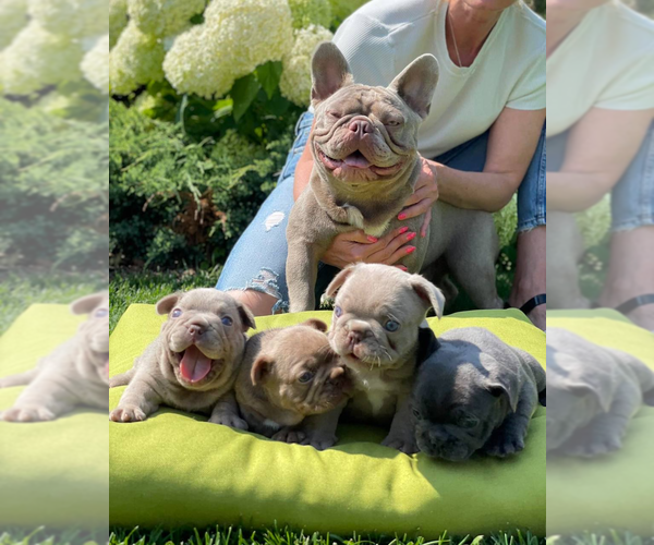 Medium Photo #1  Breeder Profile in MARIETTA, GA, USA