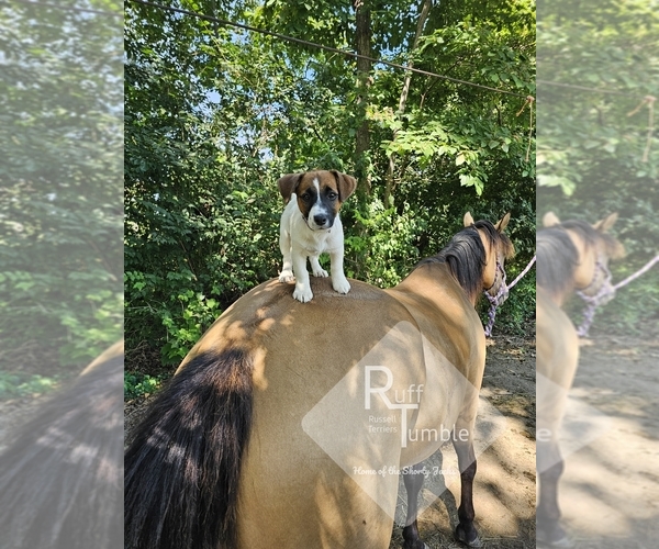 Medium Photo #10  Breeder Profile in HARVEL, IL, USA