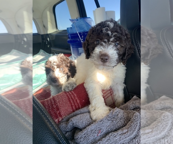 Medium Photo #34  Breeder Profile in YUBA CITY, CA, USA