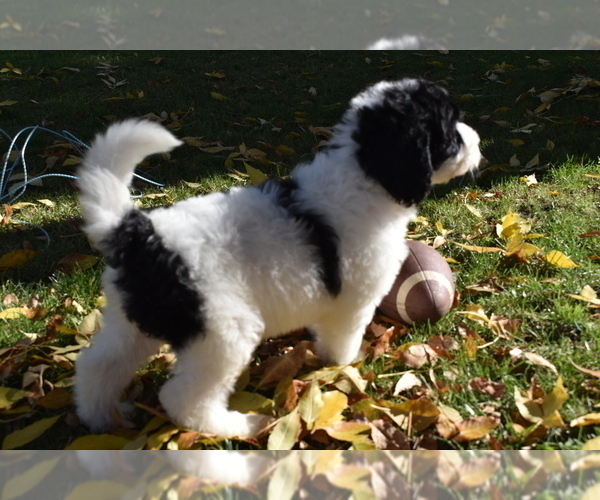 Medium Photo #1  Breeder Profile in FARGO, ND, USA