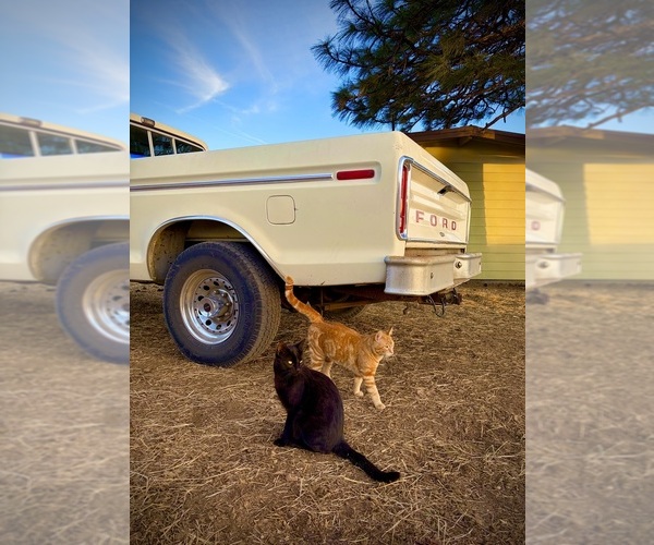 Medium Photo #19  Breeder Profile in HAMMOND RANCH, CA, USA