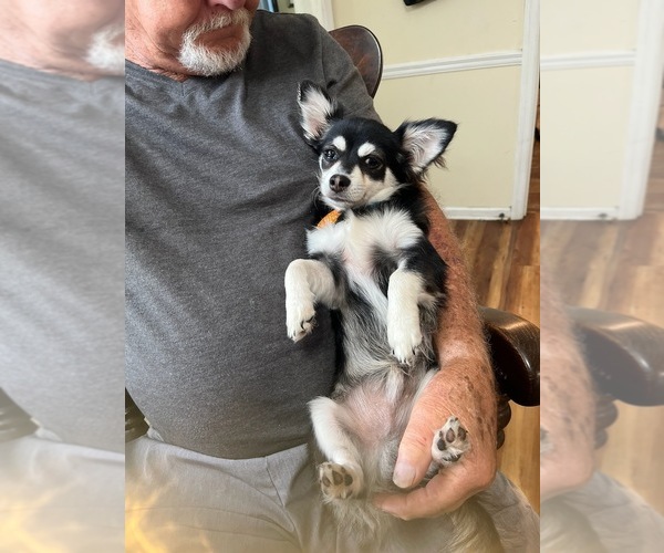Medium Photo #78  Breeder Profile in HOMERVILLE, GA, USA